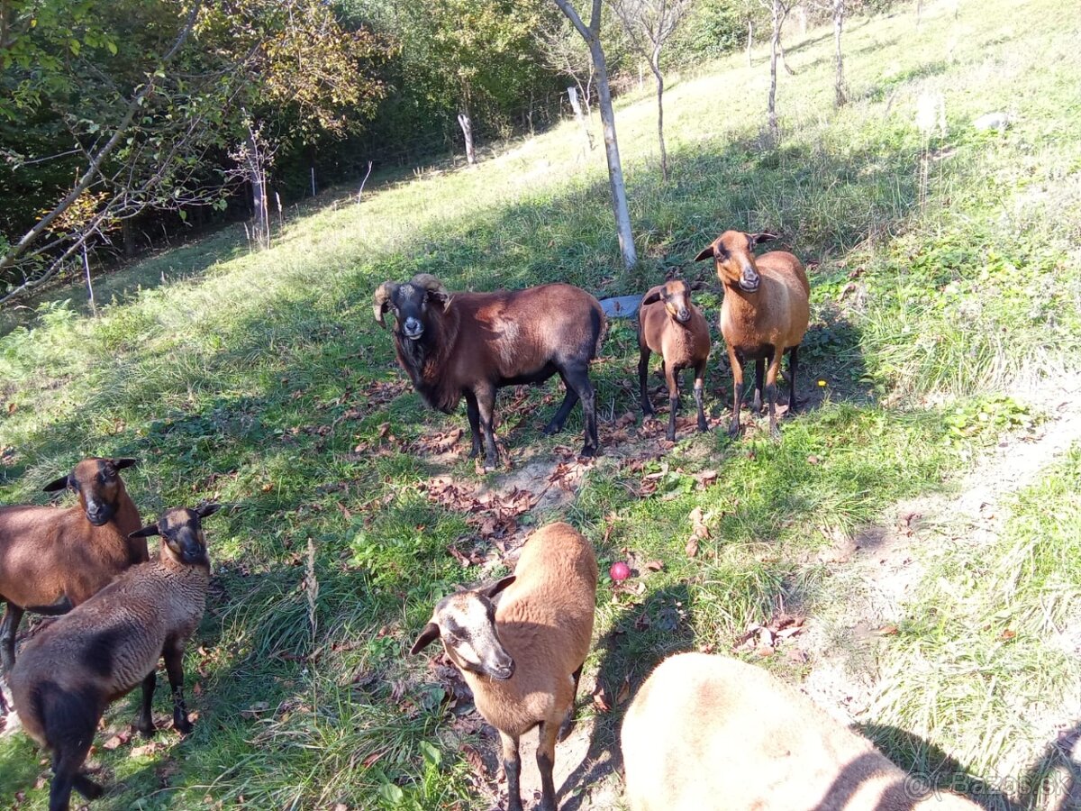 Kamerunska ovca, kamerunske ovce - 4