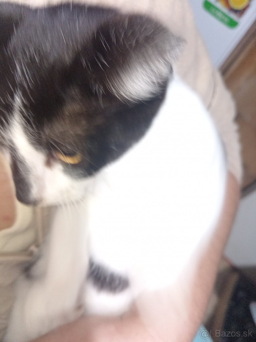 Darujeme mačiatka - 4