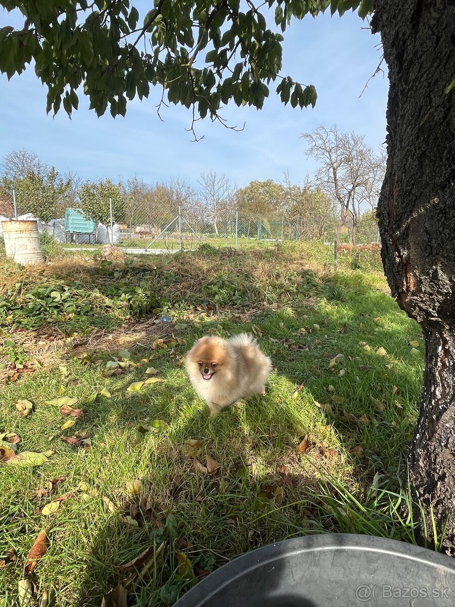 Pomeranian s PP - 4