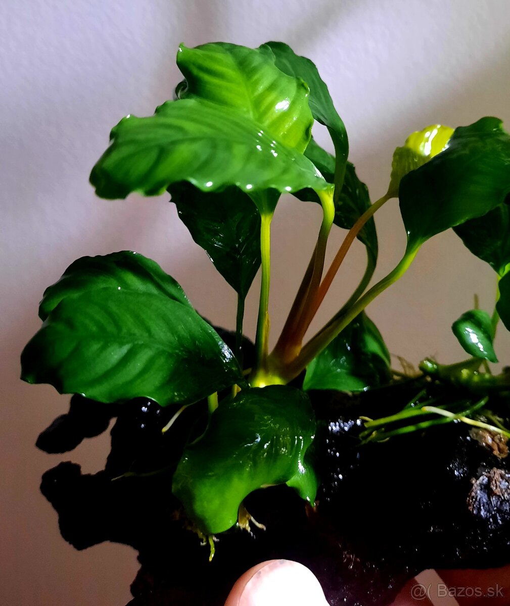 Predam akvarijne rastliny - 4