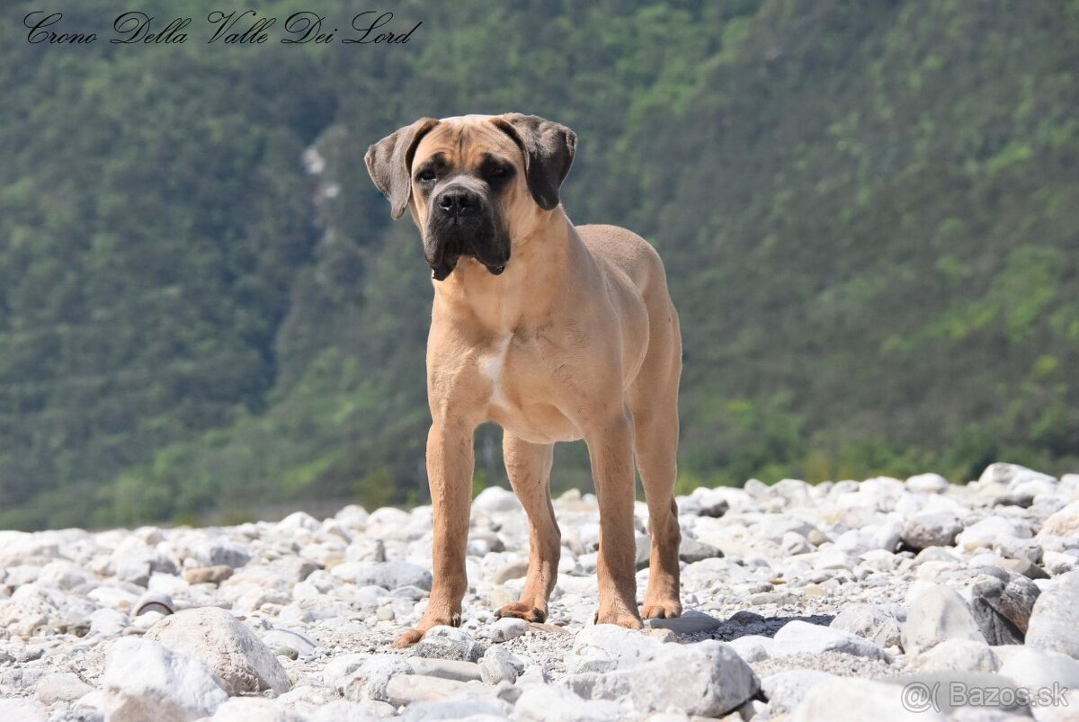 Štěňátka Cane Corso - 4