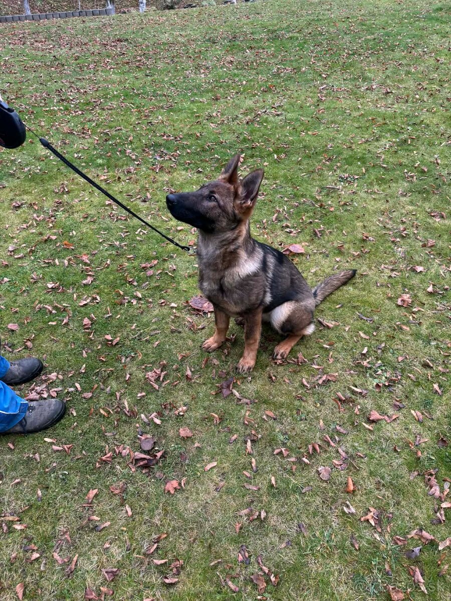 Fenka NO - FIALKA - 4