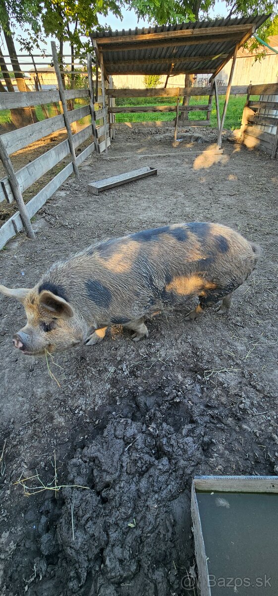 Predám Kune kune - 4