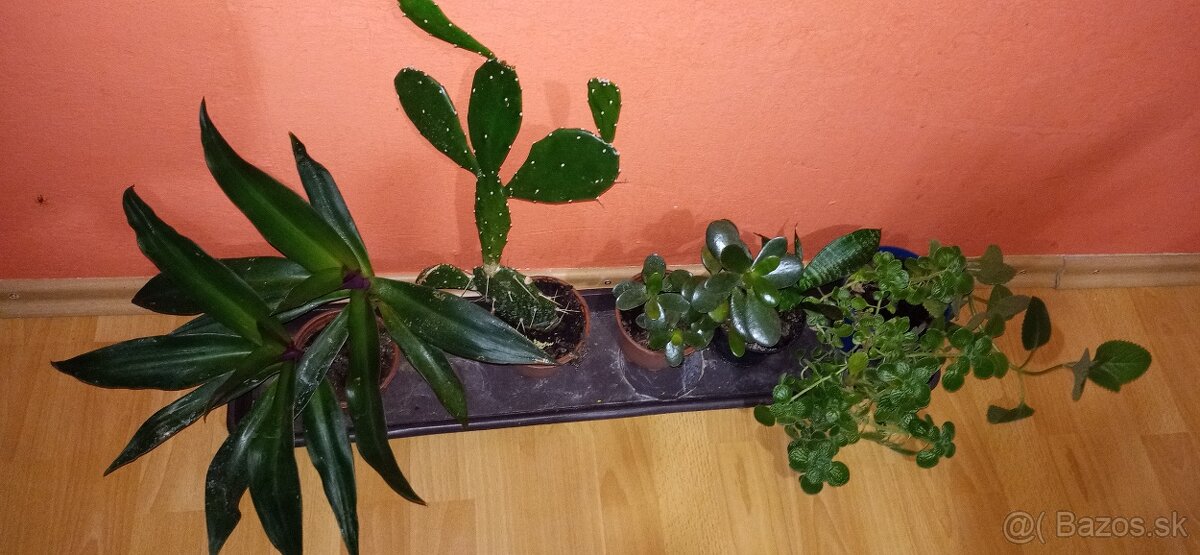 Mix izbových rastlín - 4