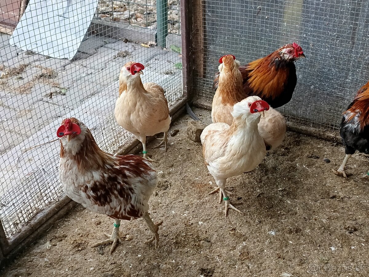 Araukana zdrobnělá pšeničná a žíhaná - 4