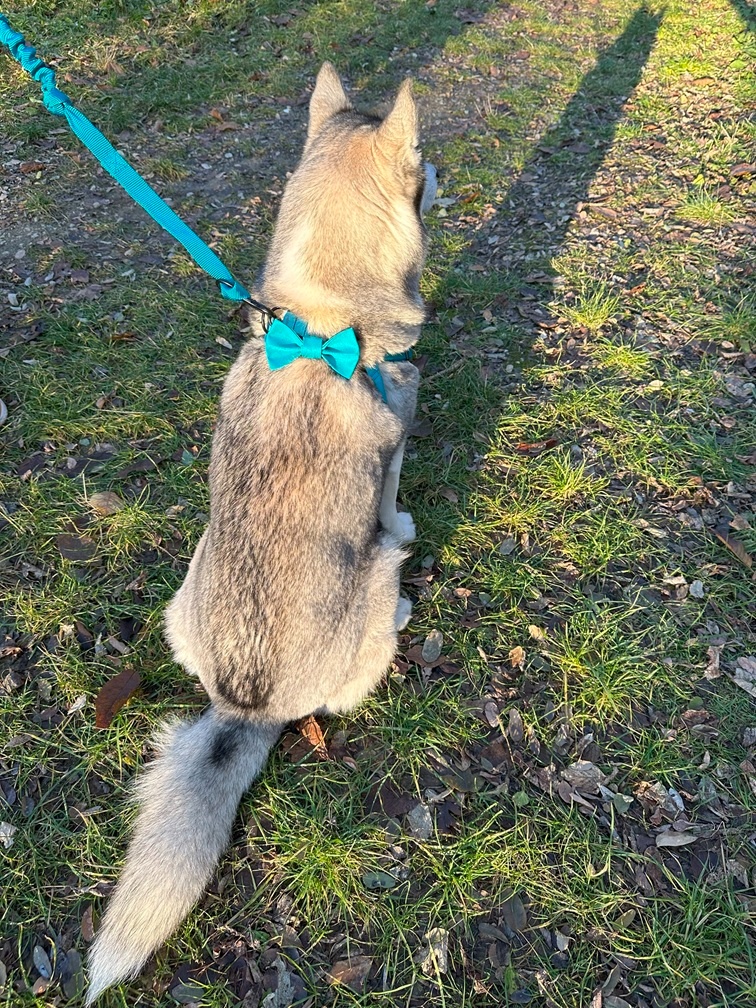 Postroj pre psa na mieru - 4