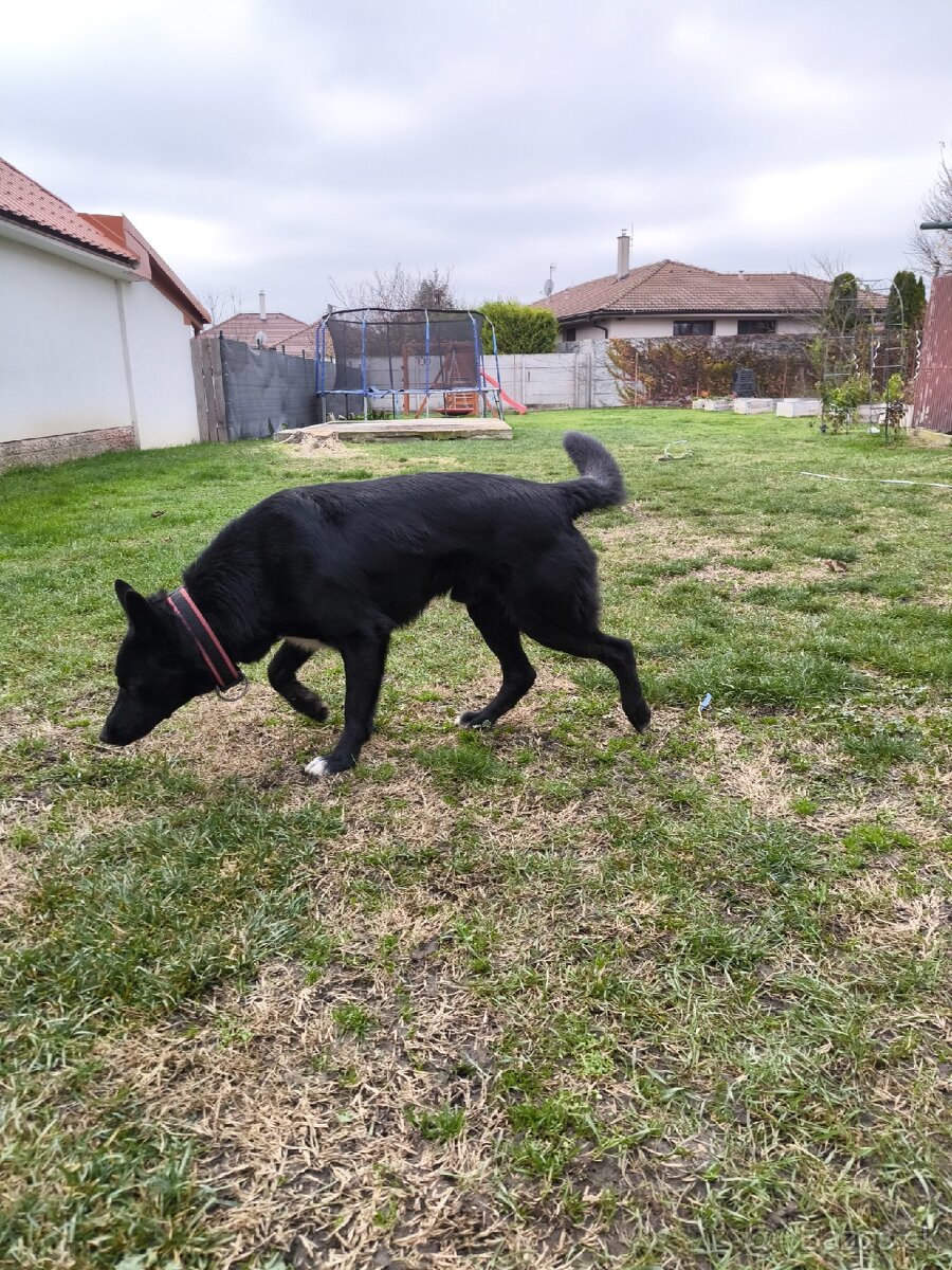 Darujeme krizenca - 4