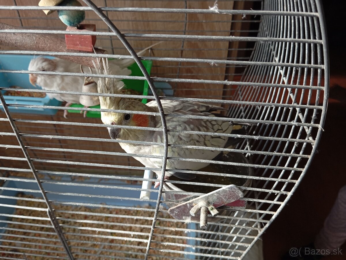 Korely chochlate - 4