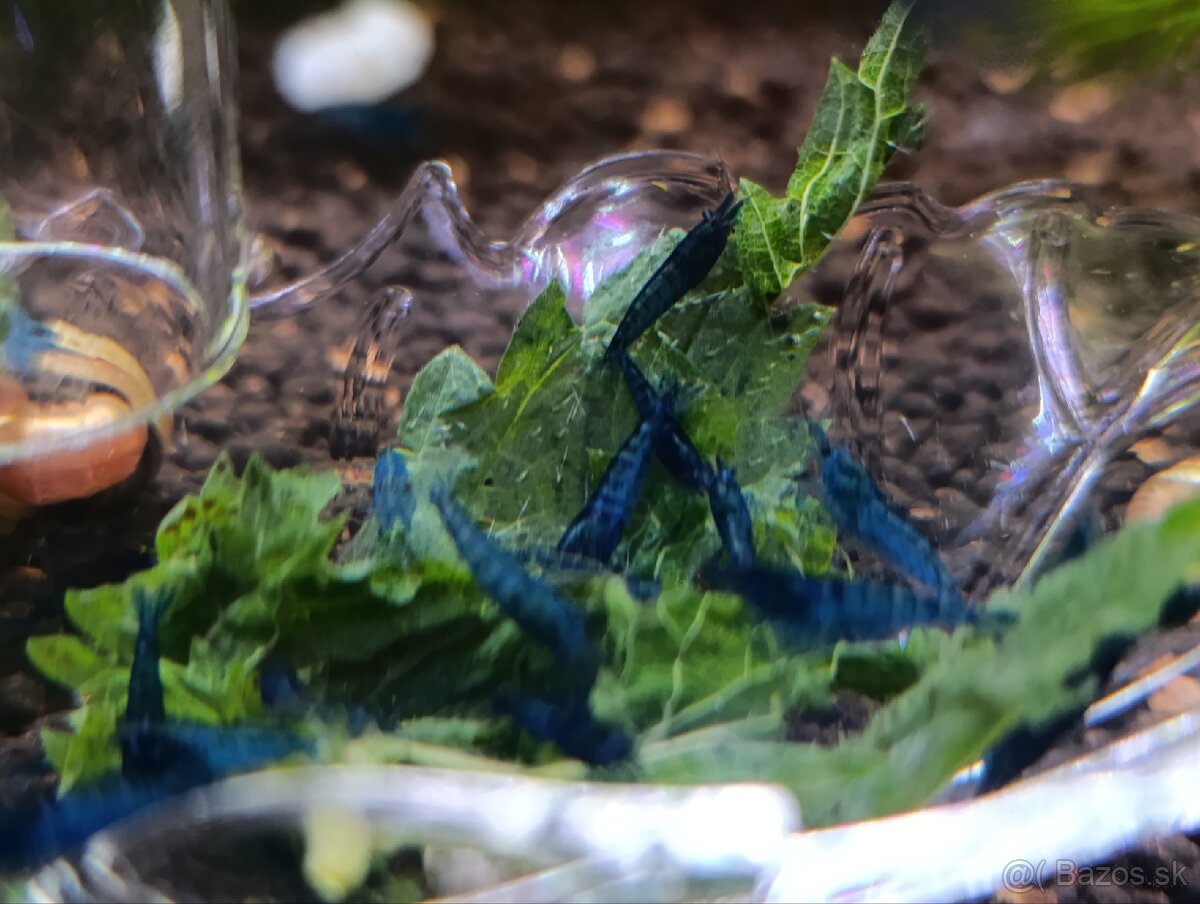 Krevetky blue topaz - 4