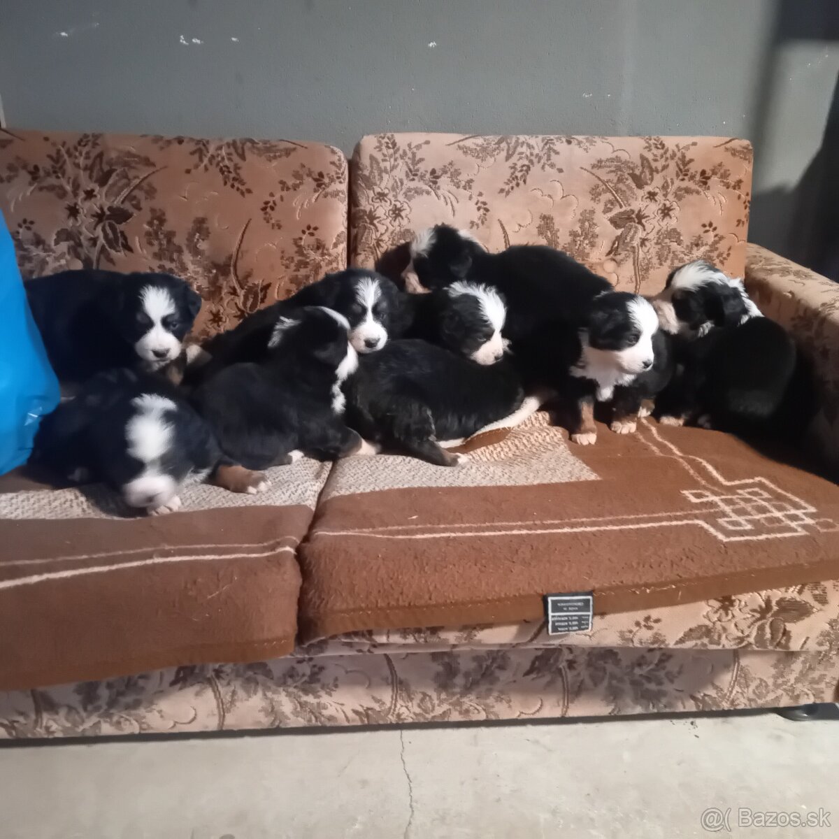 Bernsky salašnícky pes - 4