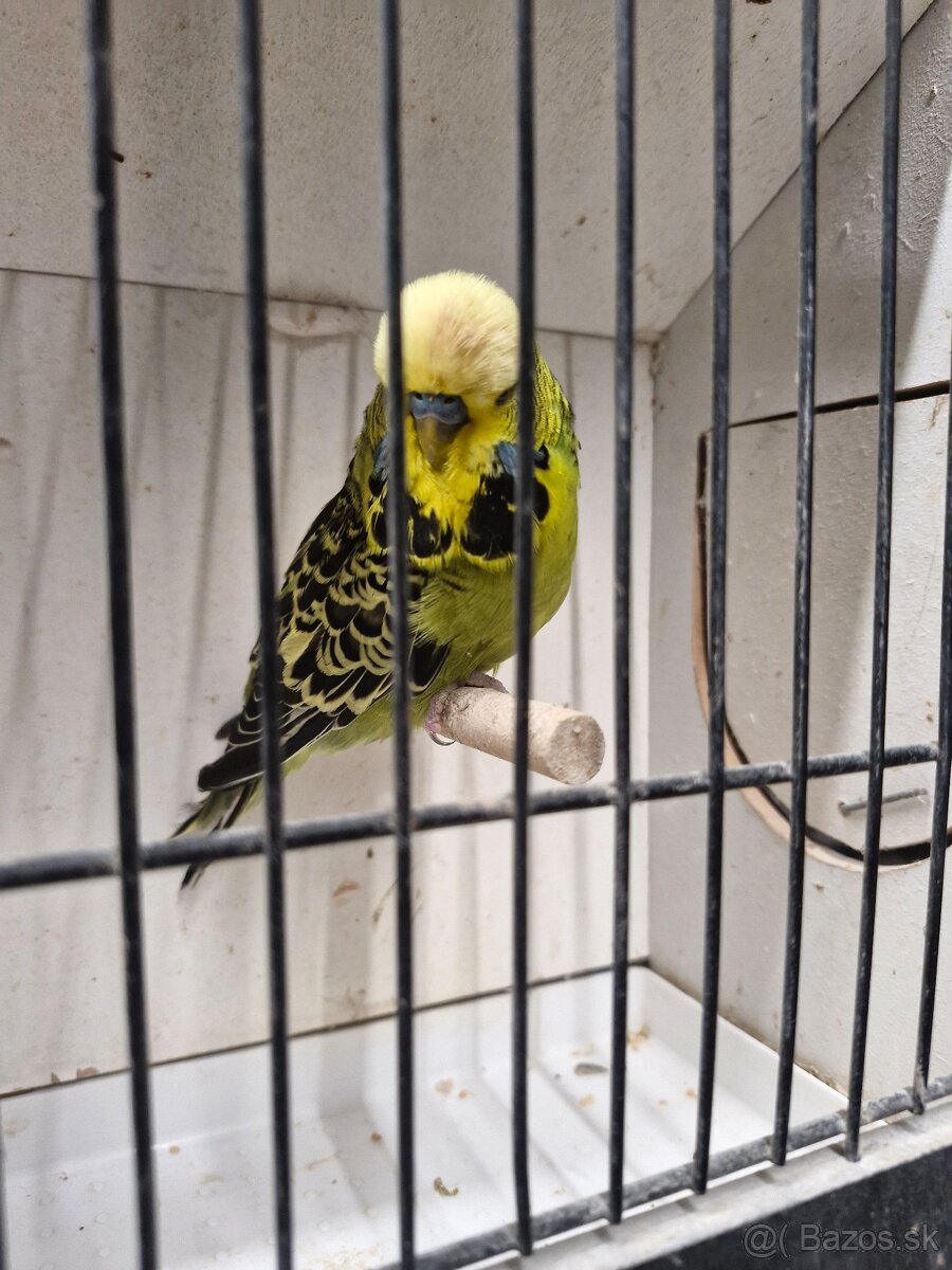 Andulky výstavné - 4