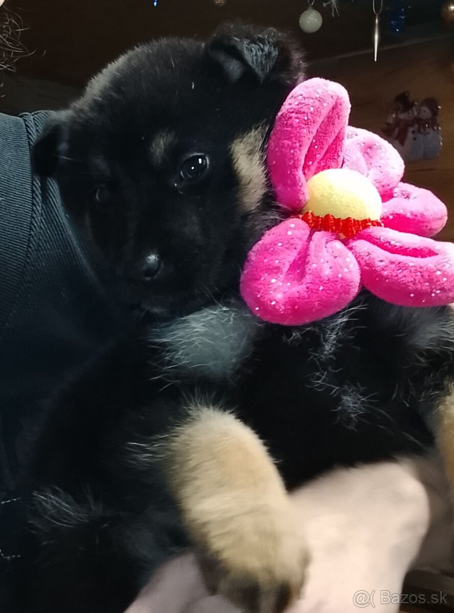 Predam steniatka - 4