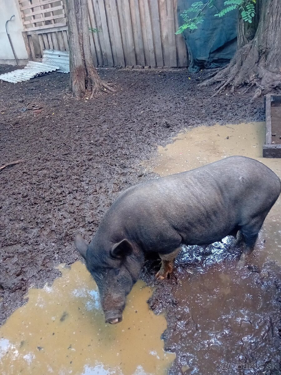 Predám vietnamské prasnice a kanca - 4