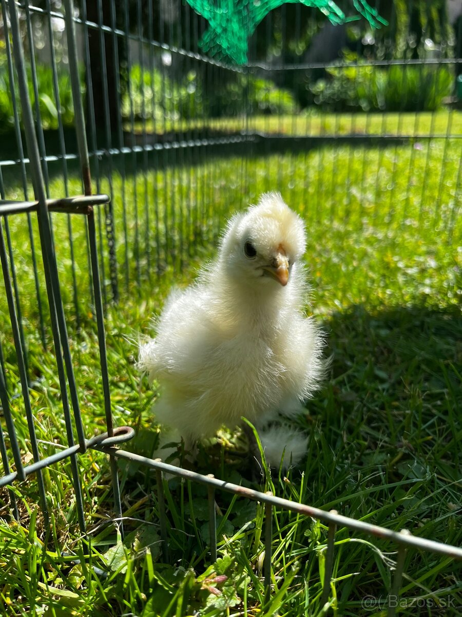 Kohút hodvábničky - 4