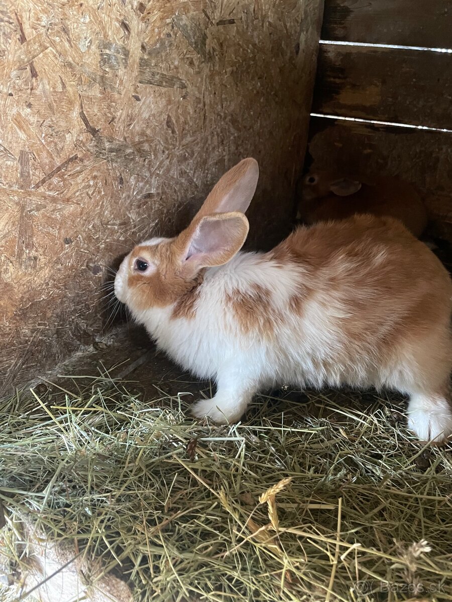 Šarišský obrovitý - 4