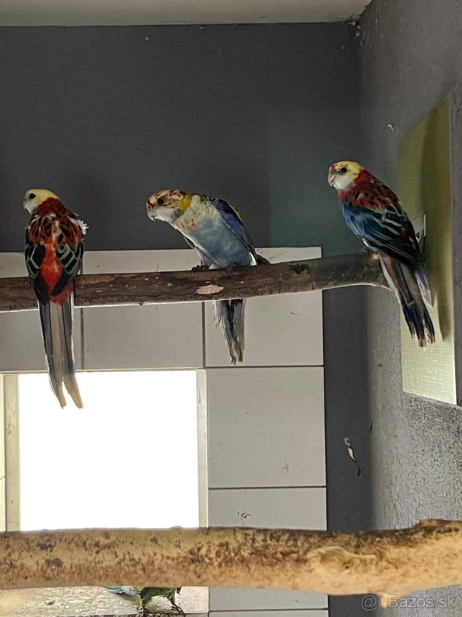 Predám samice rozela žltohlavá opalin - 4