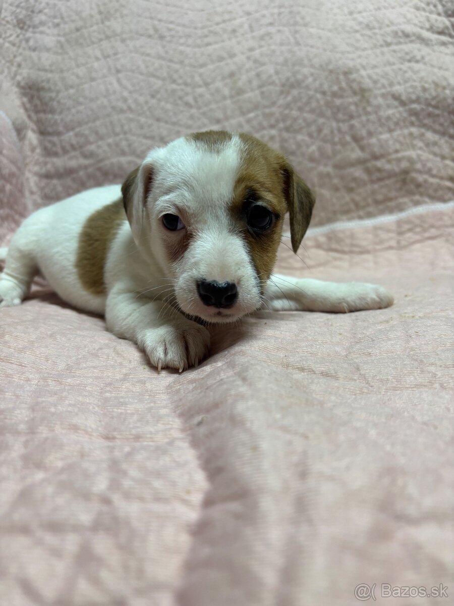 Jack russel terier - 4