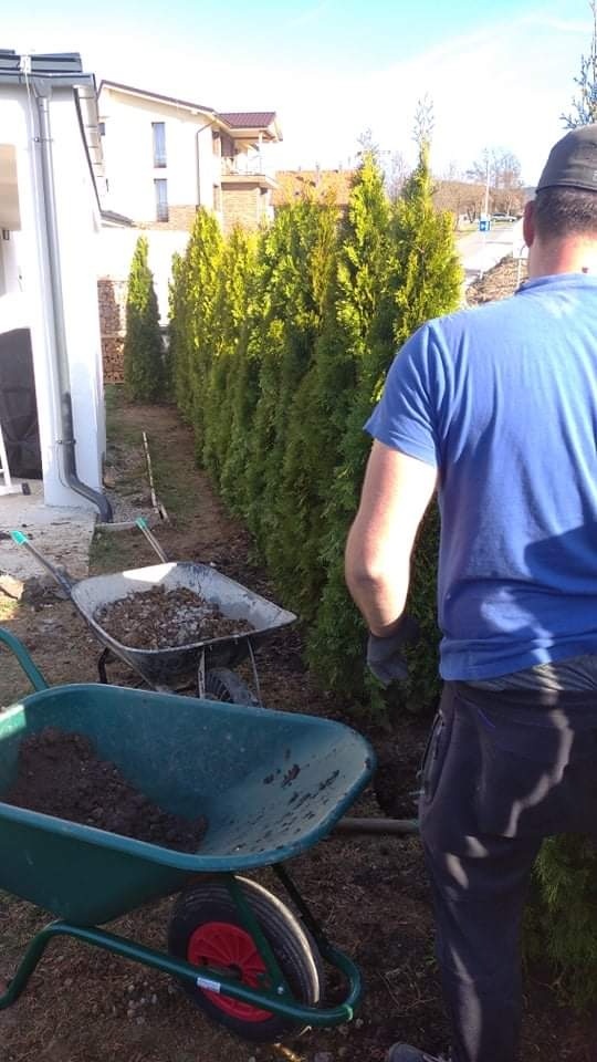 Tuja Smaragd, vavrínovec, červienka, gaštan - Žilina - 4