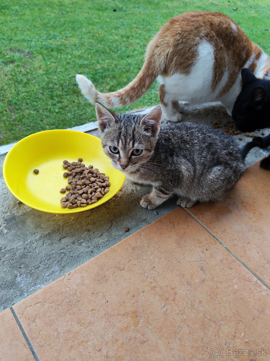 Darujem mačiatka - 4