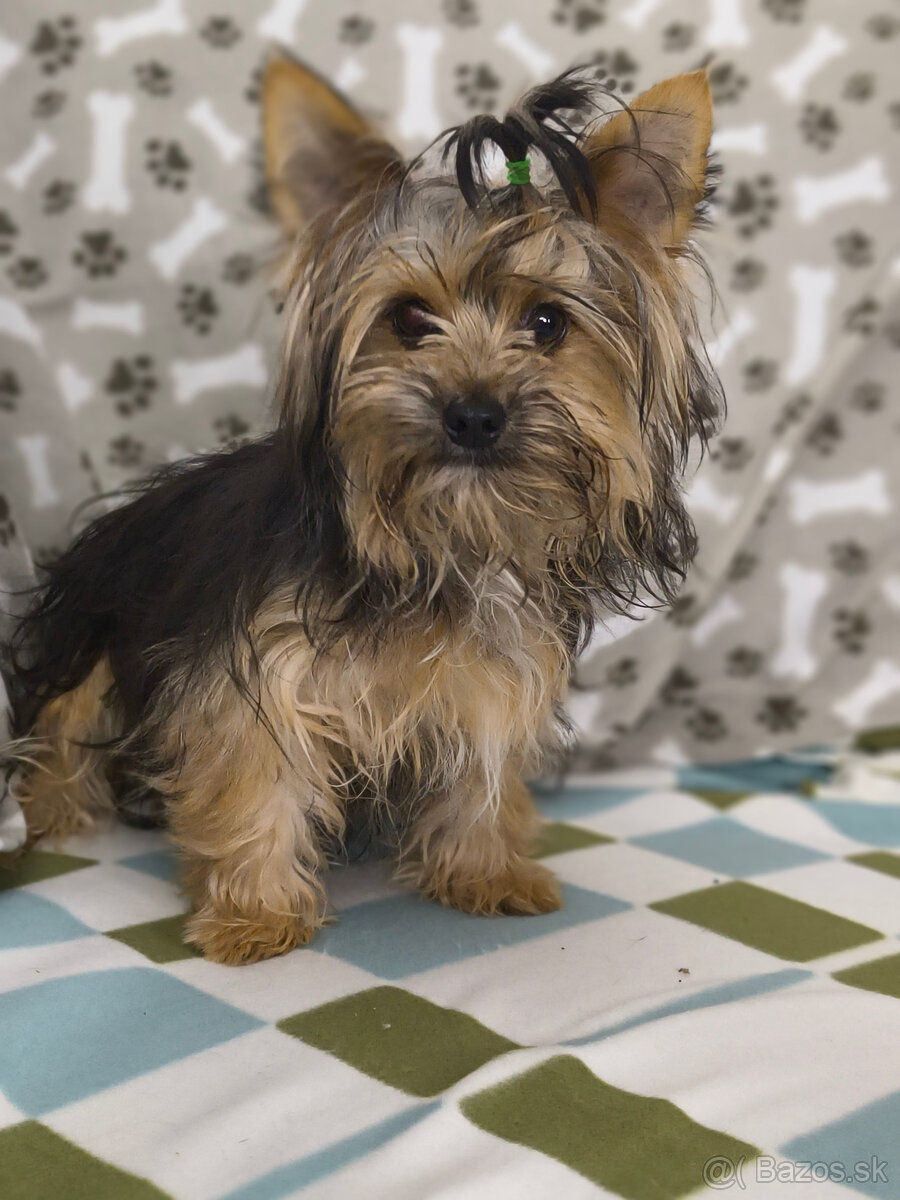 yorkshirsky teriér - yorki - biewer - 4