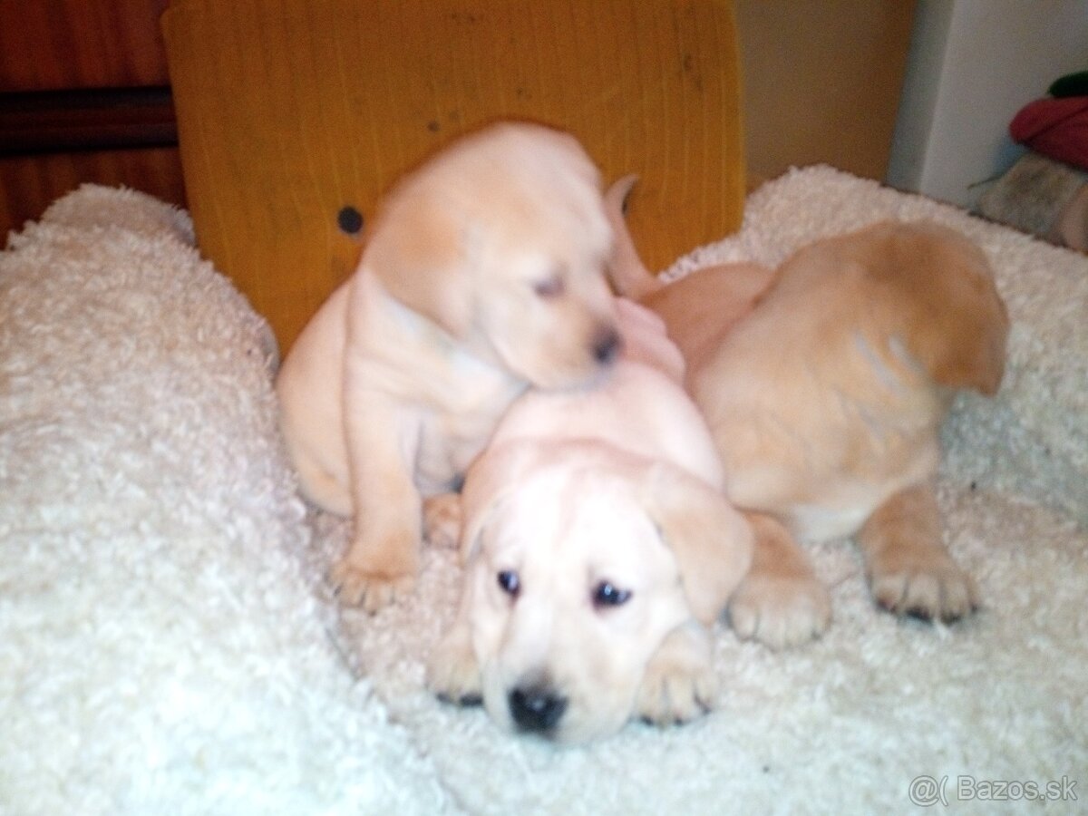 Labrador retriever - 4