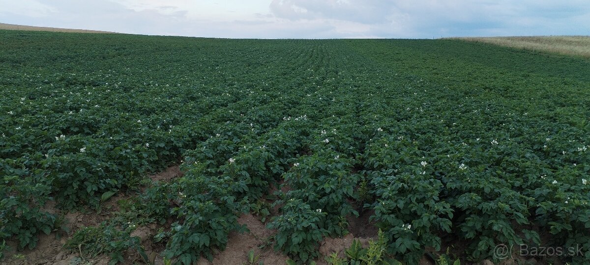 Predam nove domace zemiaky, pšenicu, jačmeň. - 4