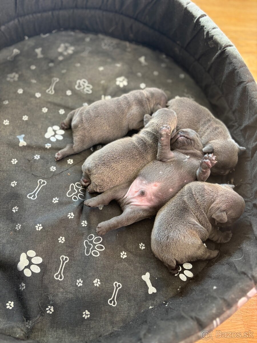 Francúzsky buldoček modré šteniatka - 4