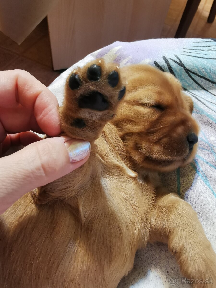 Anglický kokeršpániel - 4