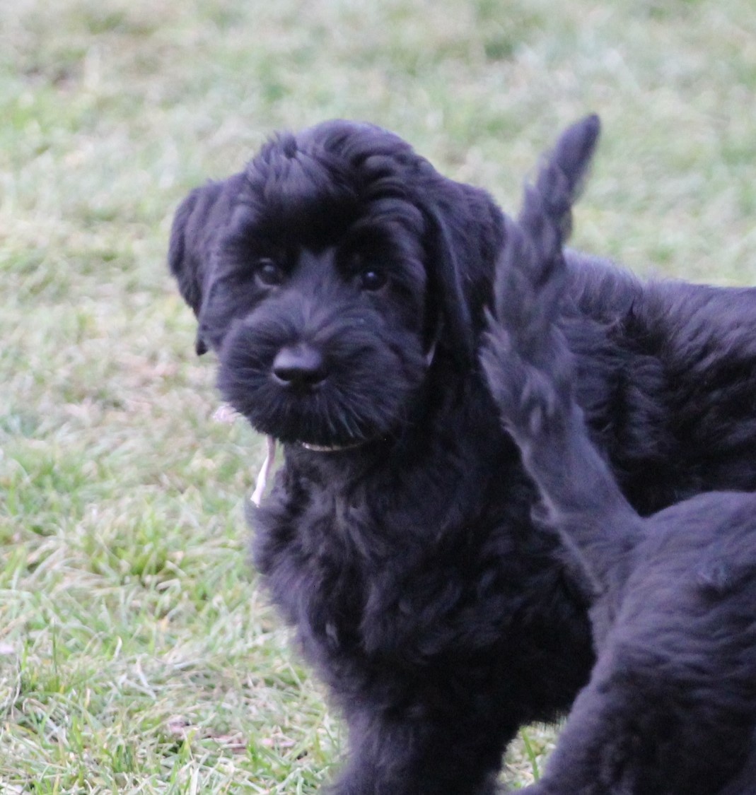 Bradáč veľký čierny s PP - 4