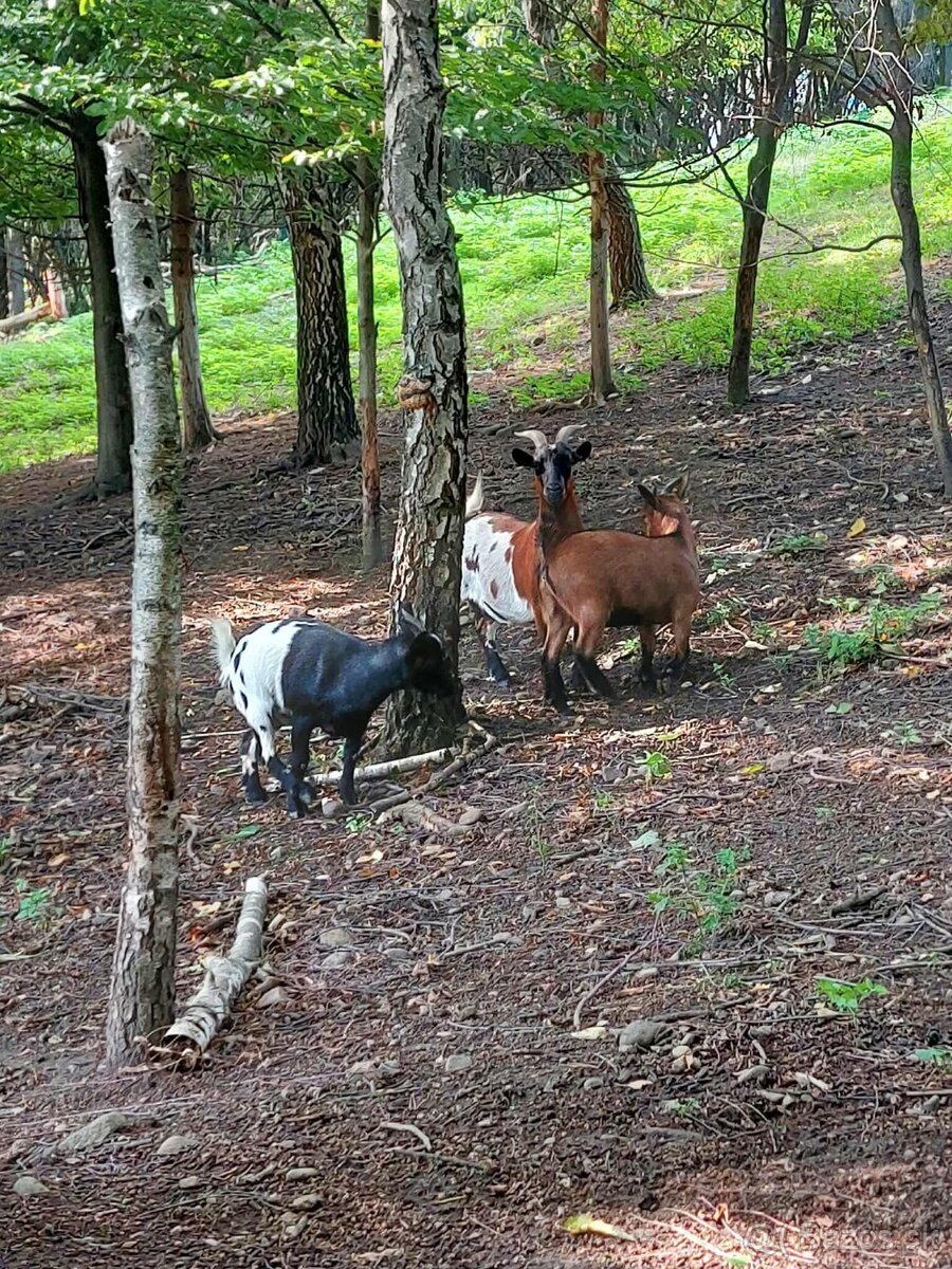 Holandska mini koza a baran Quessant - 4