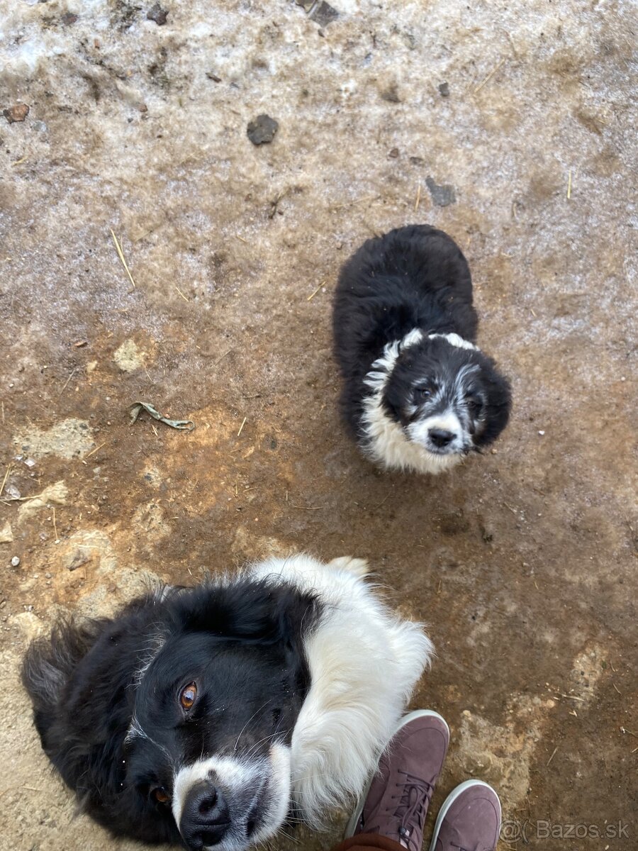 Šteniatko border kólie - 4