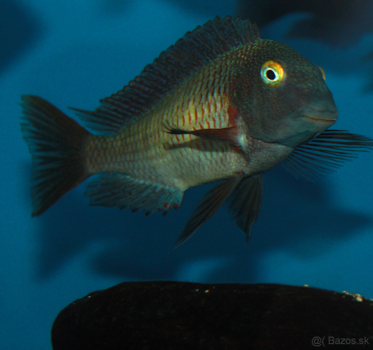 Tropheus moliro , maswa , lufubu - 4