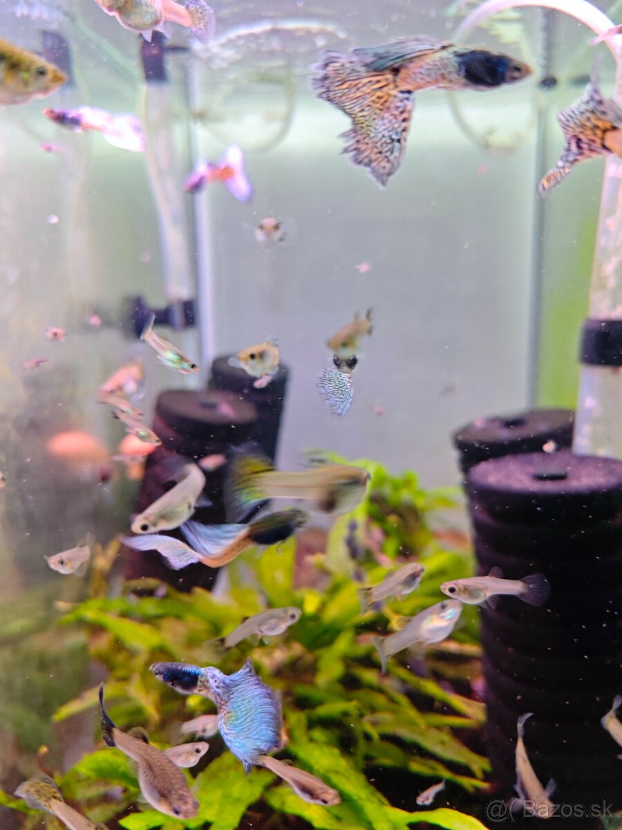 Metal body blue grass guppy, gupky, gubky - 4