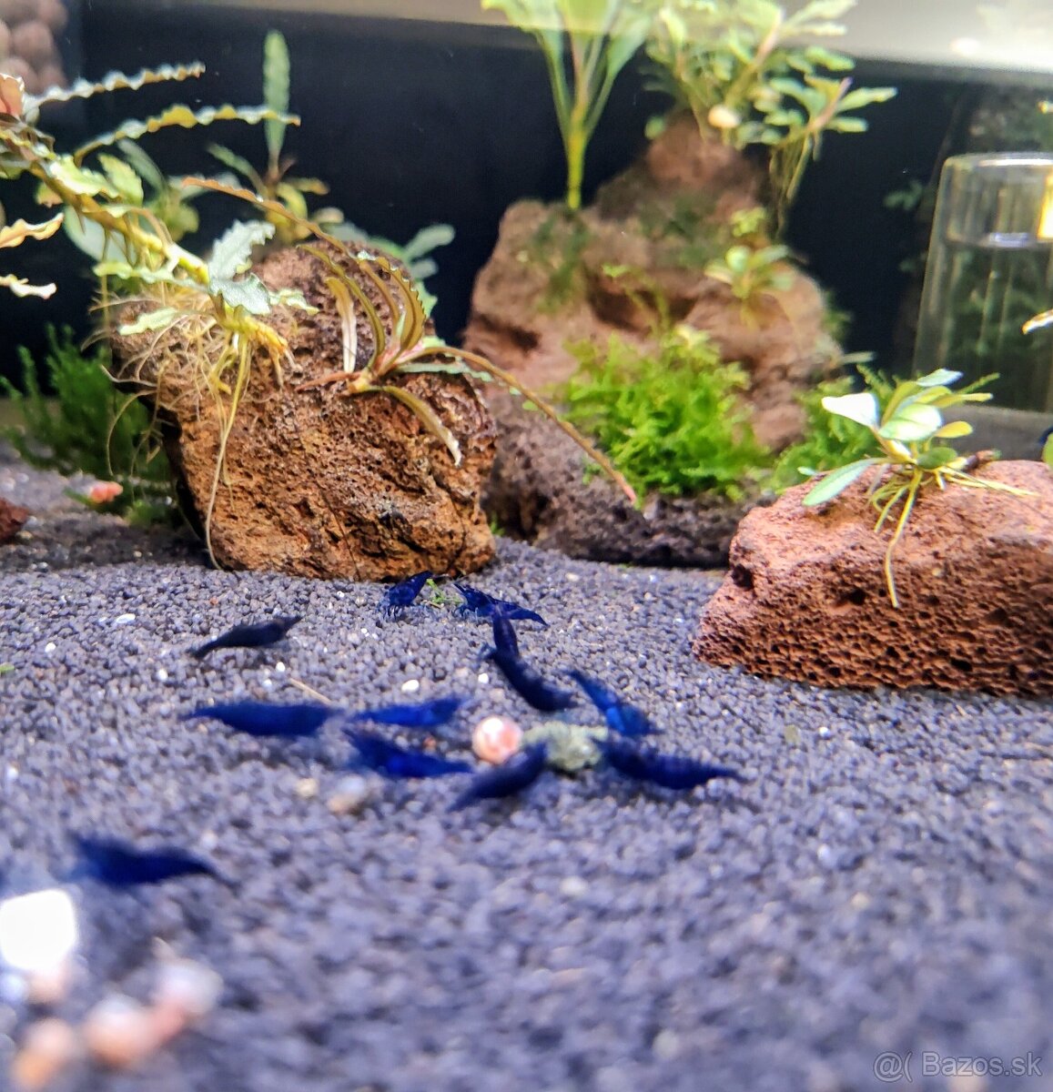 Predám krevetky Neocaridina Blue Diamond - 4