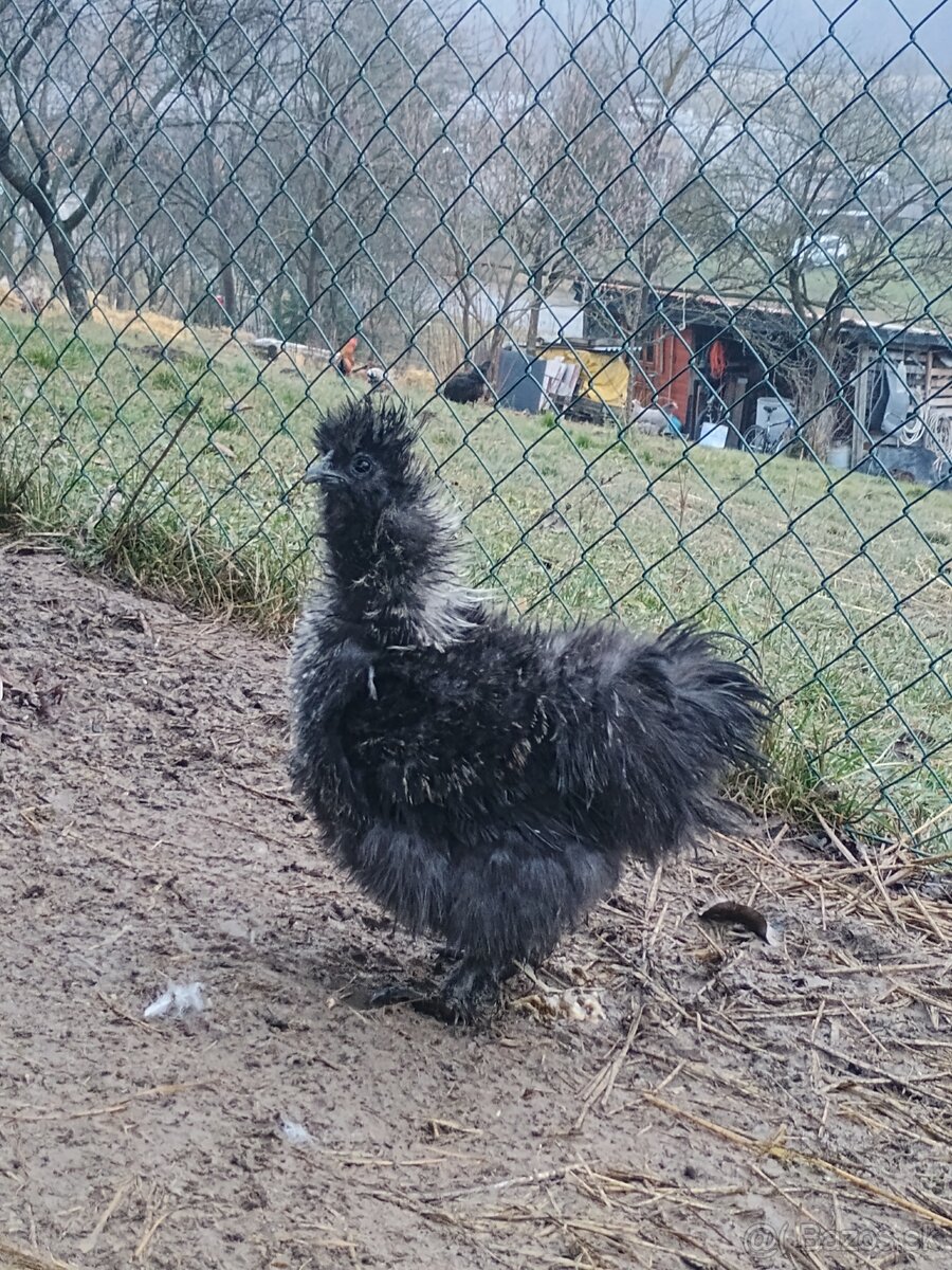 Kohút hodvábničky USA - 4