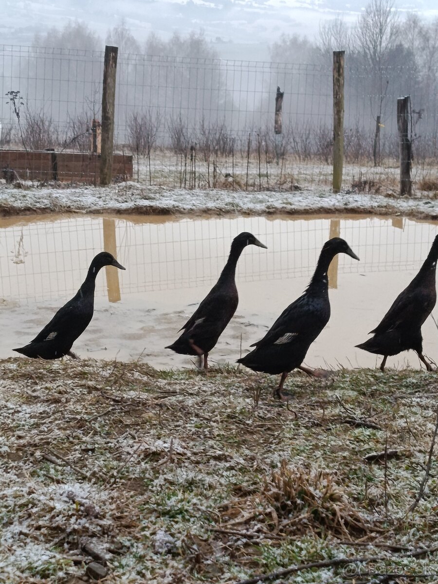 Indický bežec - kačice - 4