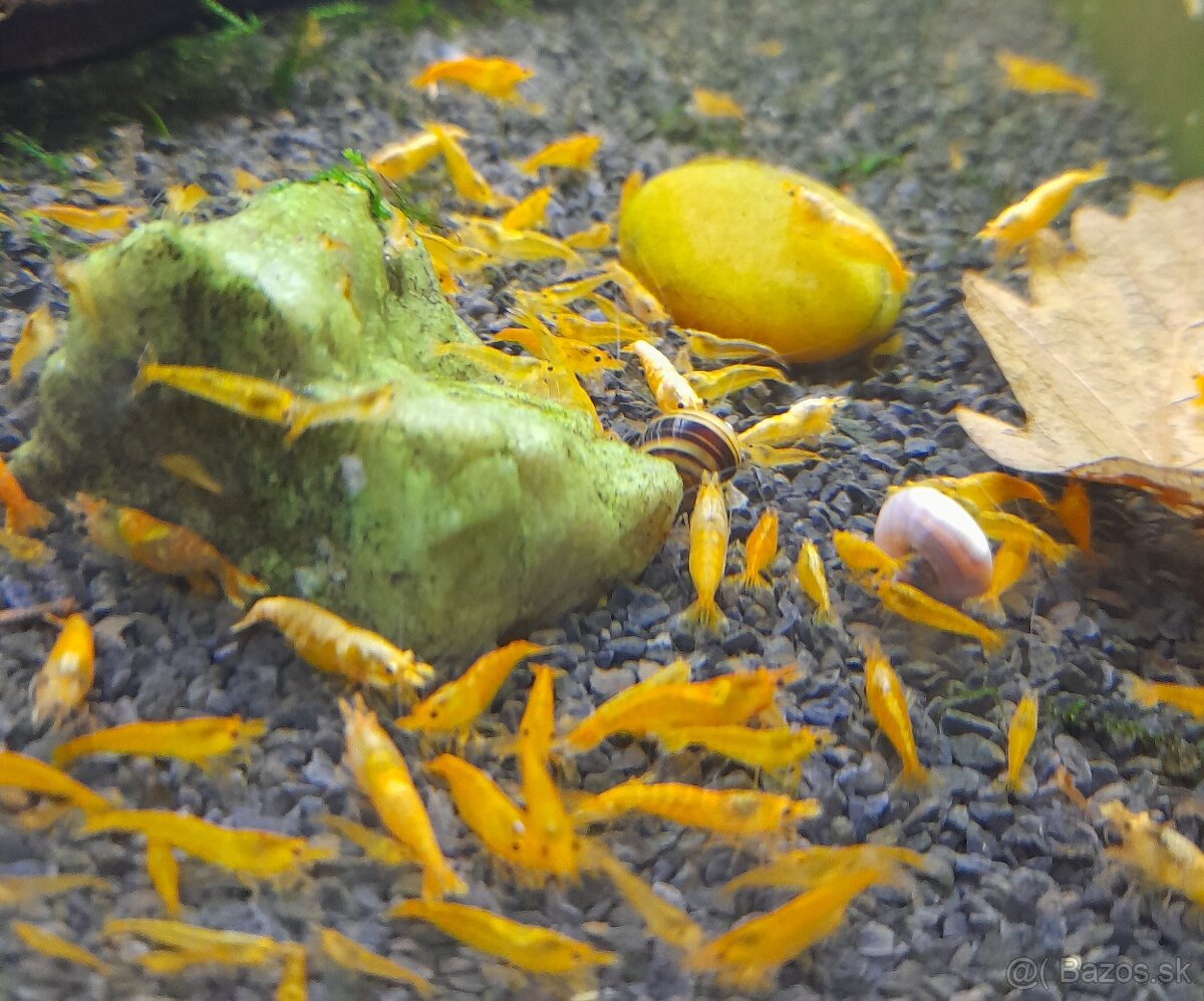 Krevetky,ryby,slimáky - 4