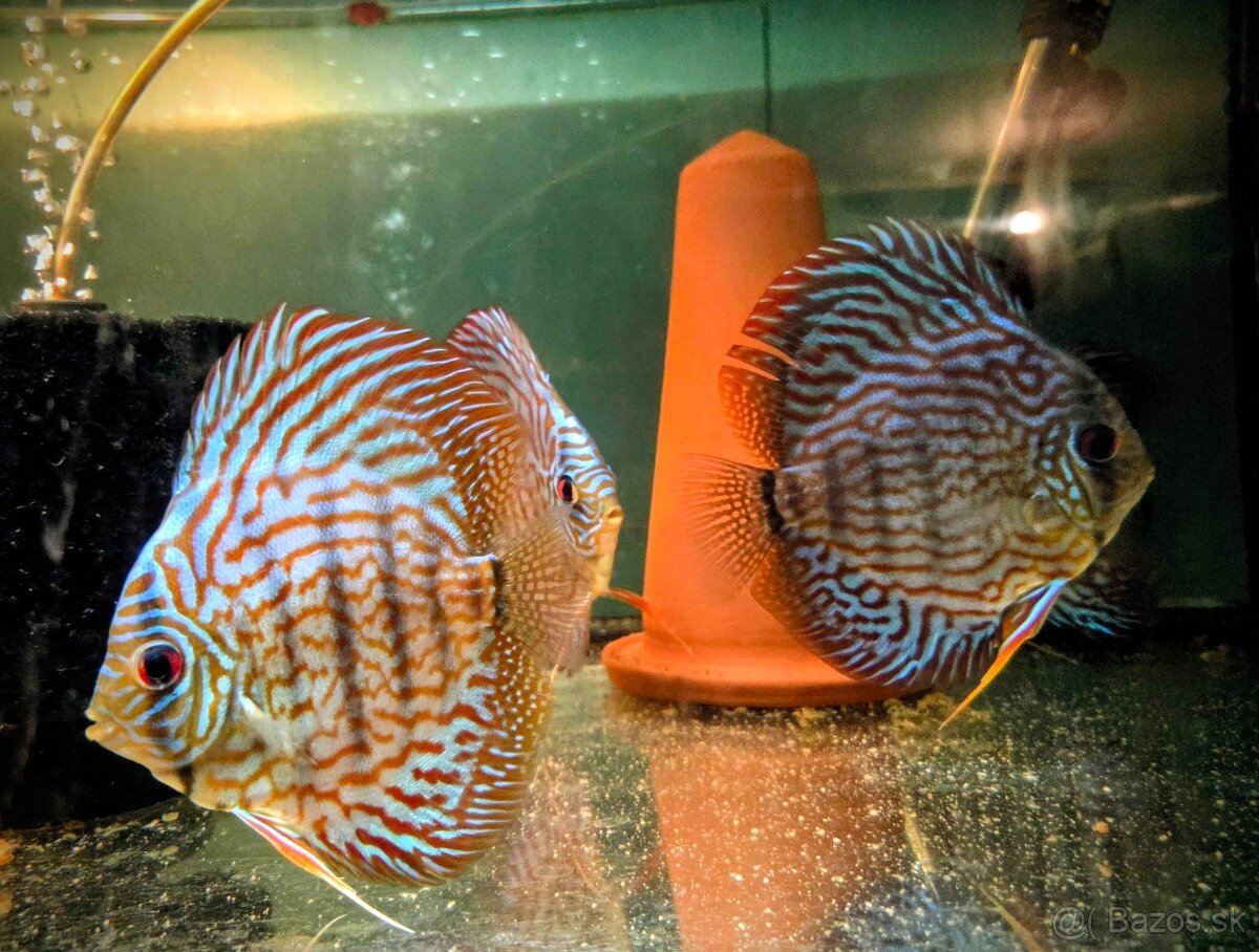 Terrcovce Red tyrkys diskus - 4