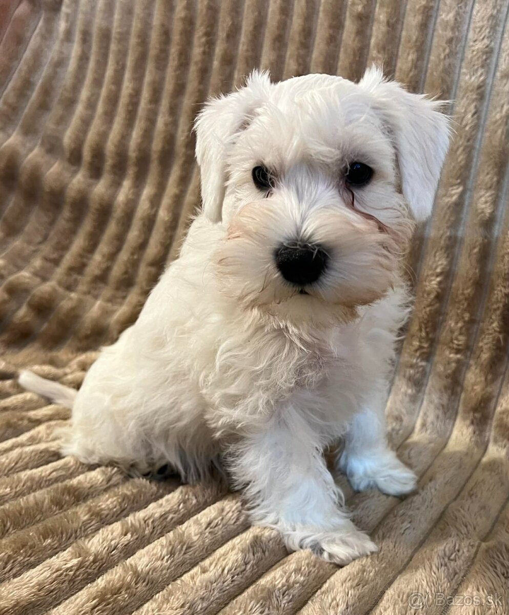 Biely malý bradáč s PP - 4