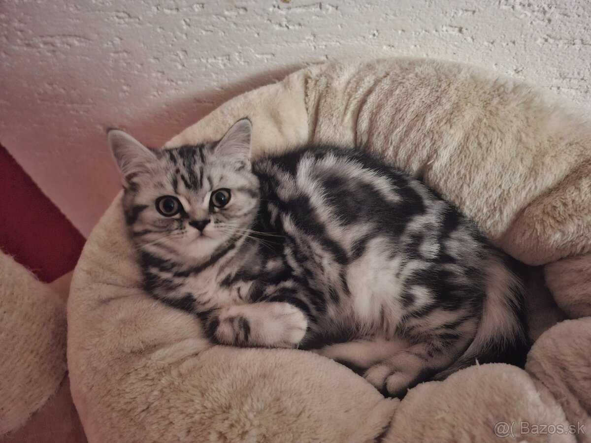 Britské whiskas mačiatka s PP - 4