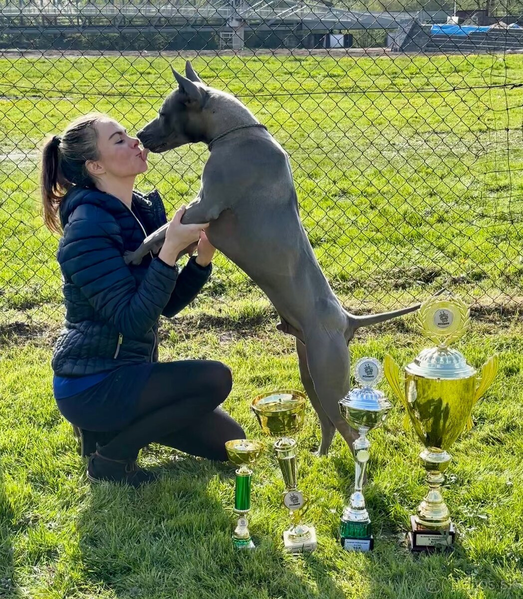 Thajský ridgeback - šteniatka - 4