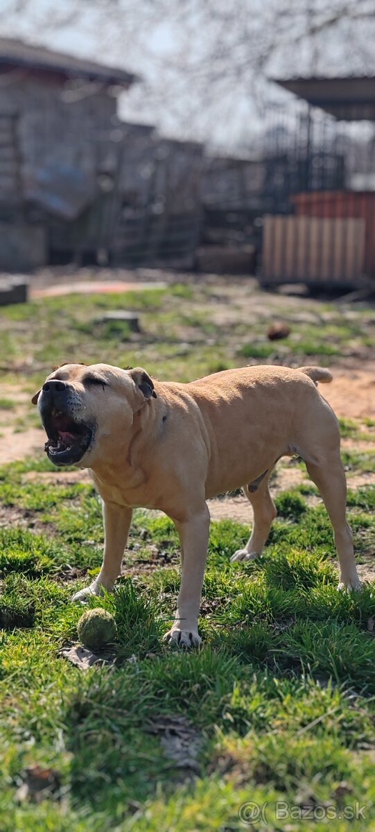 Ponúkam na krytie - 4