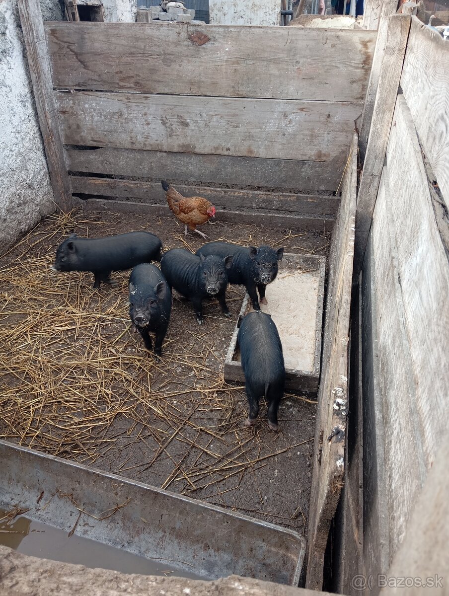Vitnamské prasiatká - 4