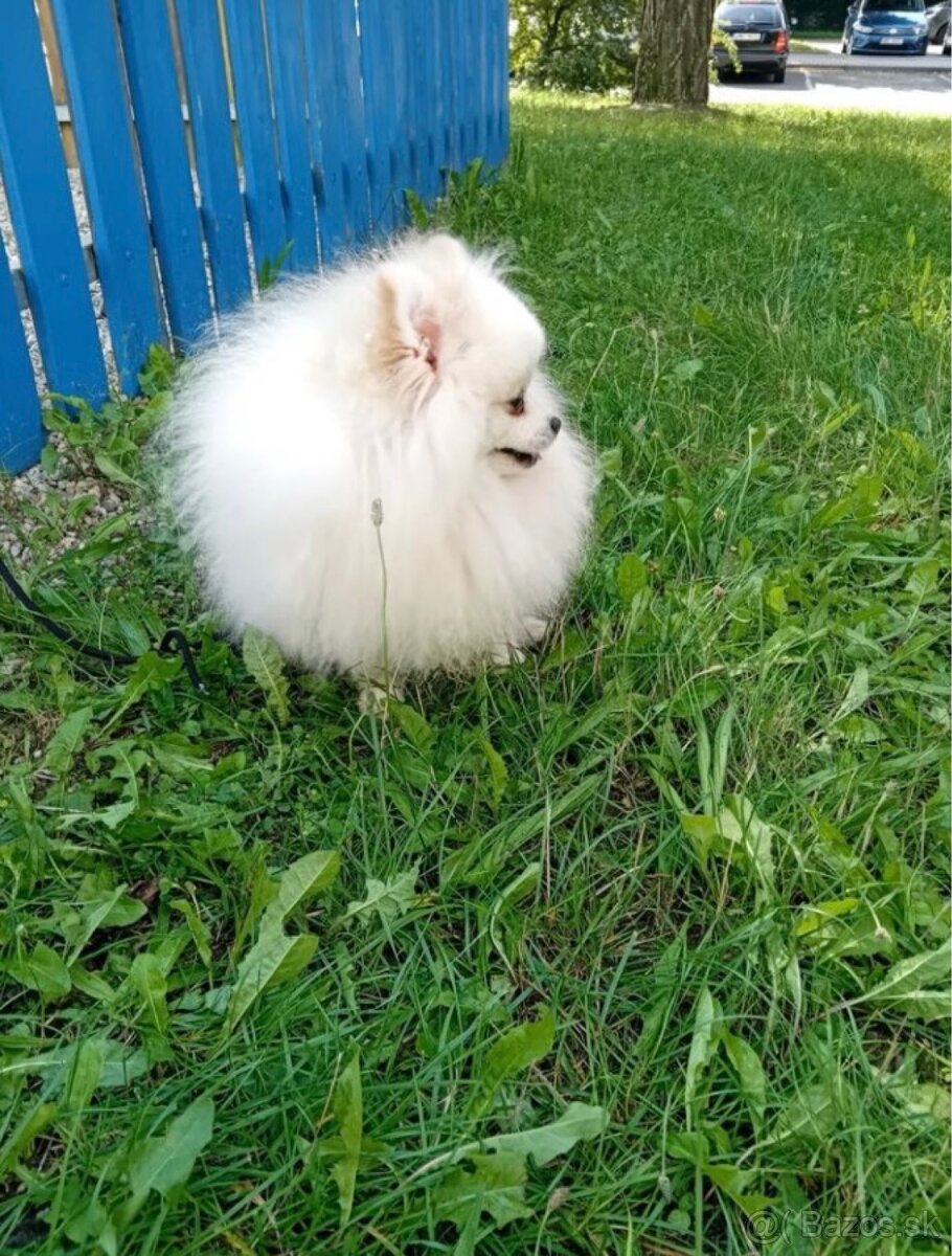 Predám Pomeranian - 4