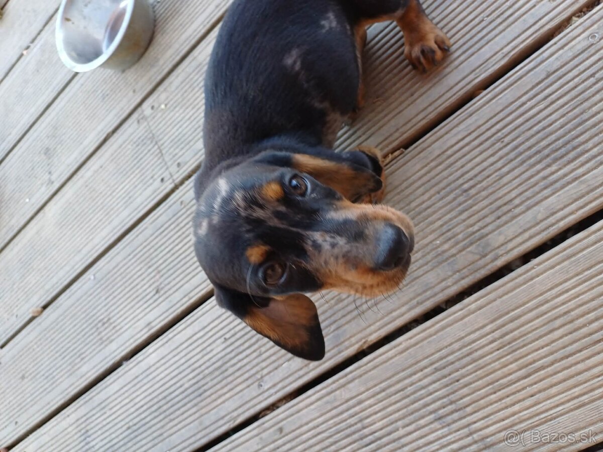 Šteniatka jazvečíka - 4