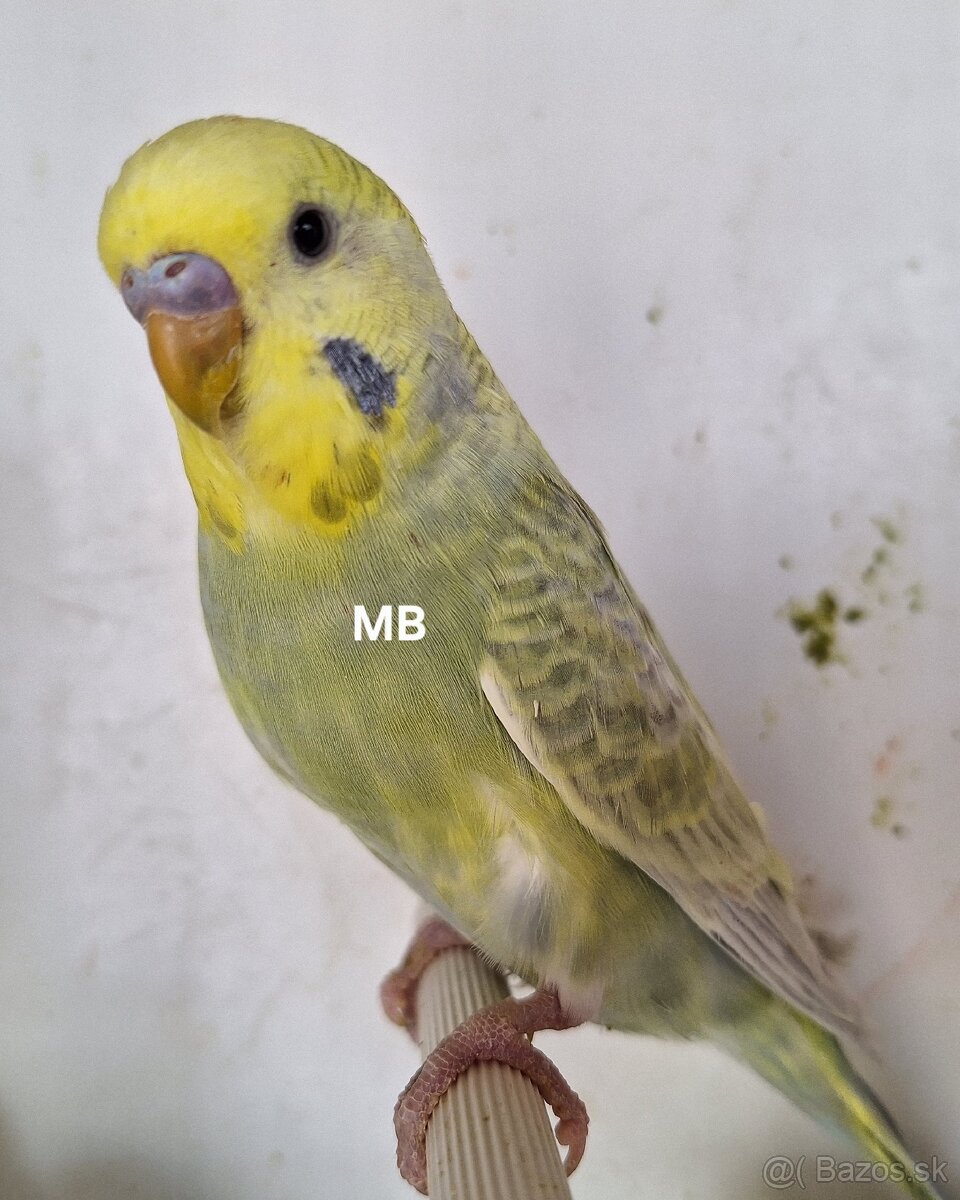 Dúhové andulky - 4