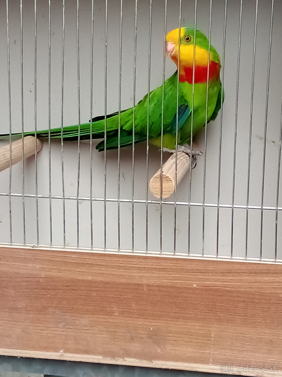 Papagaj nádherný -Baraband - samec - 4
