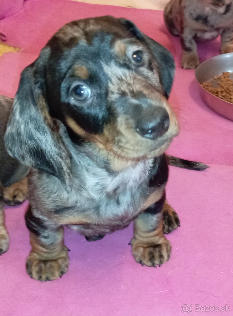 Jazvečík trpasličì merle - 4