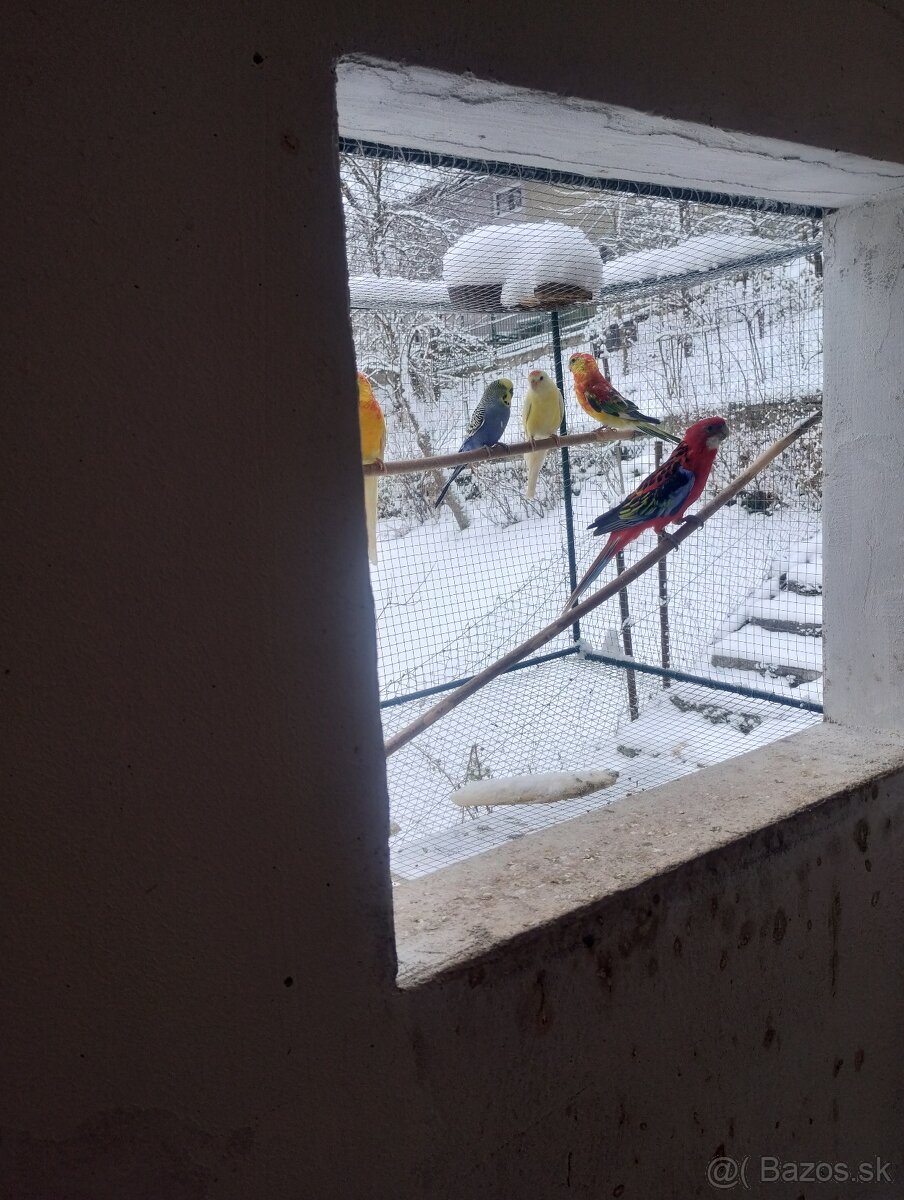 Rozela pestrá, rozela červená - 4