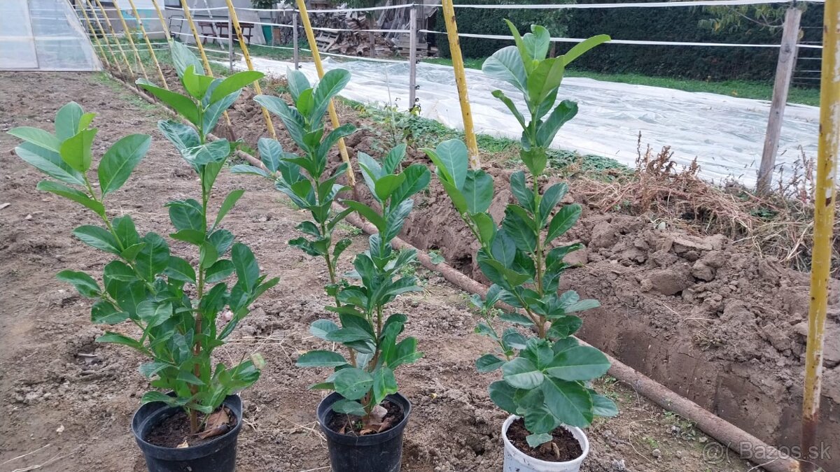 Vavrinovec lekarsky - 4